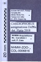 Etiketten zu Cardiophorus aenigmatosus (Dolin & Šauša, 1997) (NHMW-ZOO-COL-0006816)